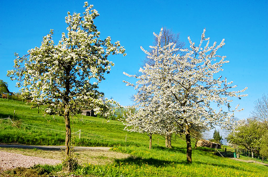 Obstblüte Schönau Obrastbäume