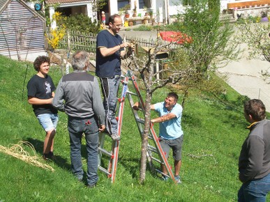 Obstbaumveredeln 2018_1.jpg