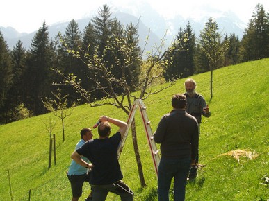 Obstbaumveredeln 2018_2.jpg